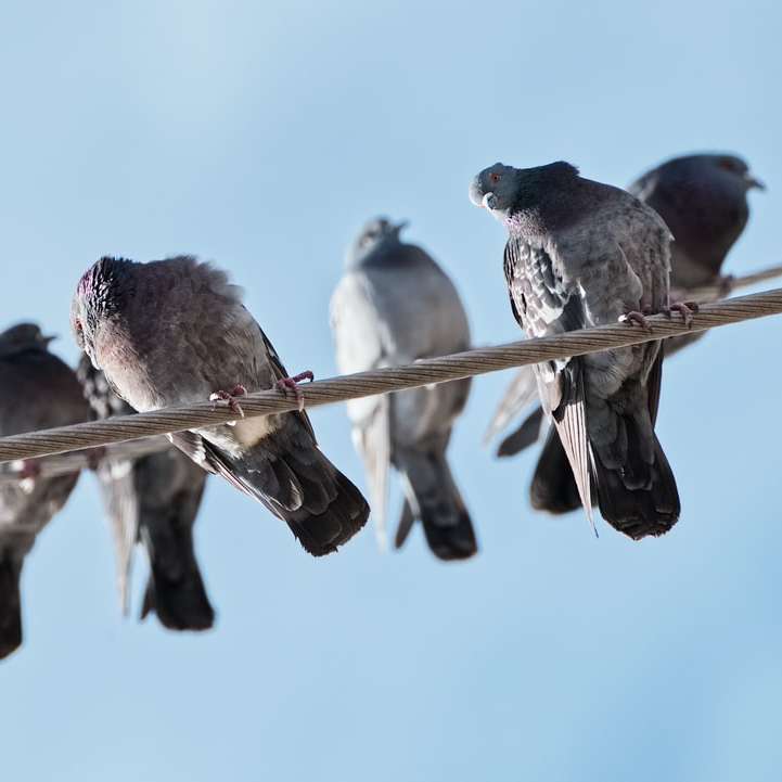 черно-белые птицы на коричневой деревянной палке в дневное время онлайн-пазл