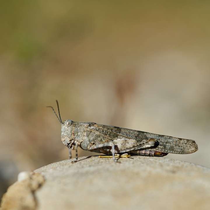 brun gräshoppa på brun sten i närbildfotografering Pussel online