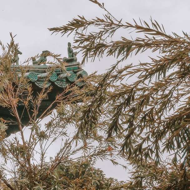 καστανόφυλλο δέντρο κάτω από τον λευκό ουρανό κατά τη διάρκεια της ημέρας συρόμενο παζλ online