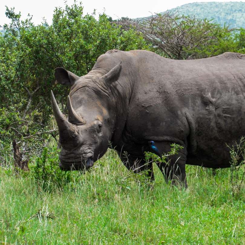 чорний носоріг на зеленій траві поля в денний час онлайн пазл