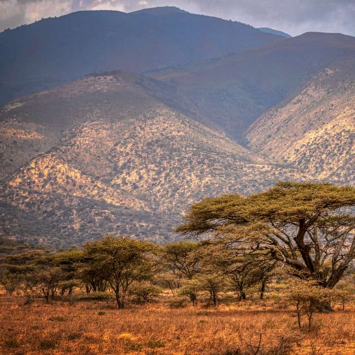 zöld fák a barna füves területen hegy közelében online puzzle