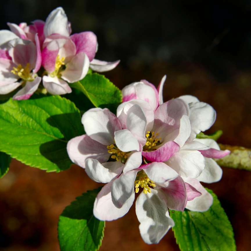 witte en roze bloem in tilt shift lens schuifpuzzel online