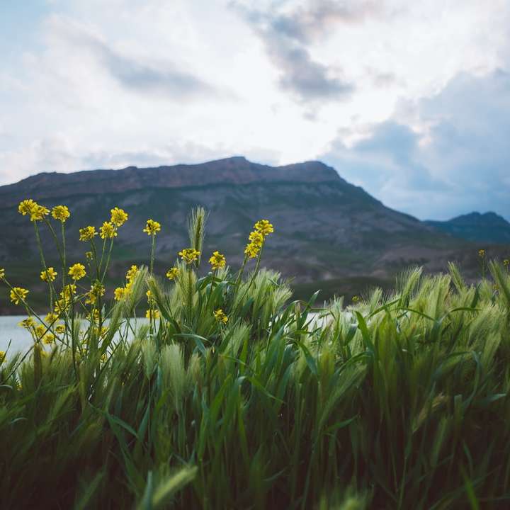 żółte kwiatowe pole w pobliżu zielonej góry pod białymi chmurami puzzle online