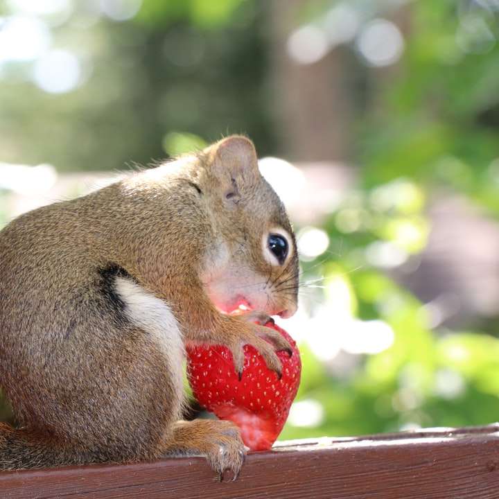 brązowa wiewiórka jedzenie czerwonej truskawki puzzle przesuwne online