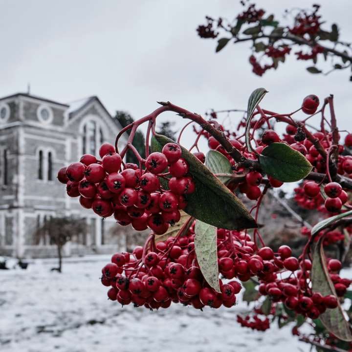 czerwone wiśnie na białym śniegu puzzle przesuwne online