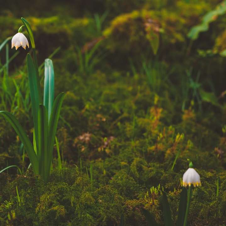 floare albă în câmpul de iarbă verde puzzle online