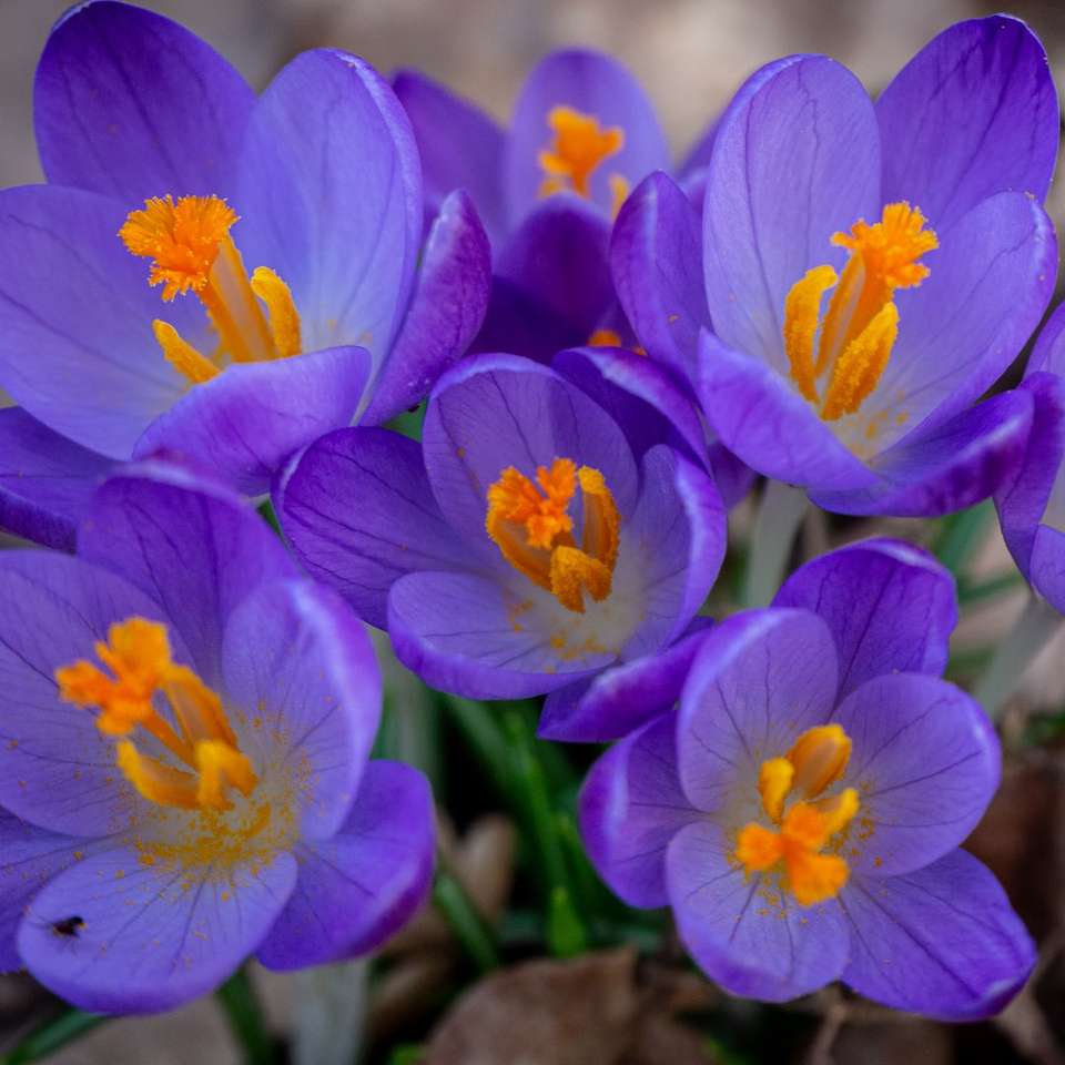 paarse krokusbloemen bloeien overdag online puzzel
