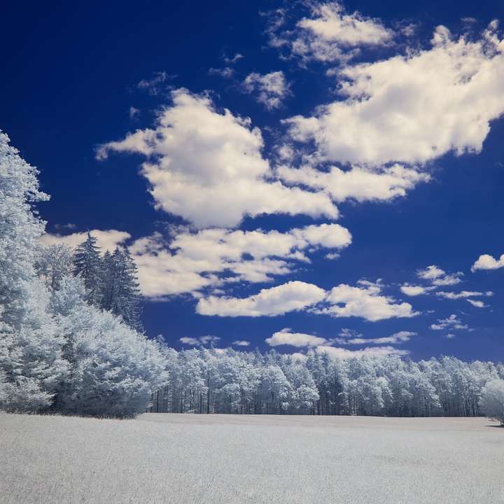 bílé zasněžené stromy pod modrou oblohou a bílé mraky posuvné puzzle online
