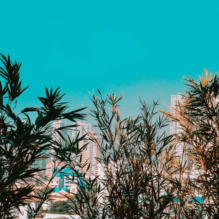 grüne Palme nahe weißem Betongebäude während des Tages Online-Puzzle