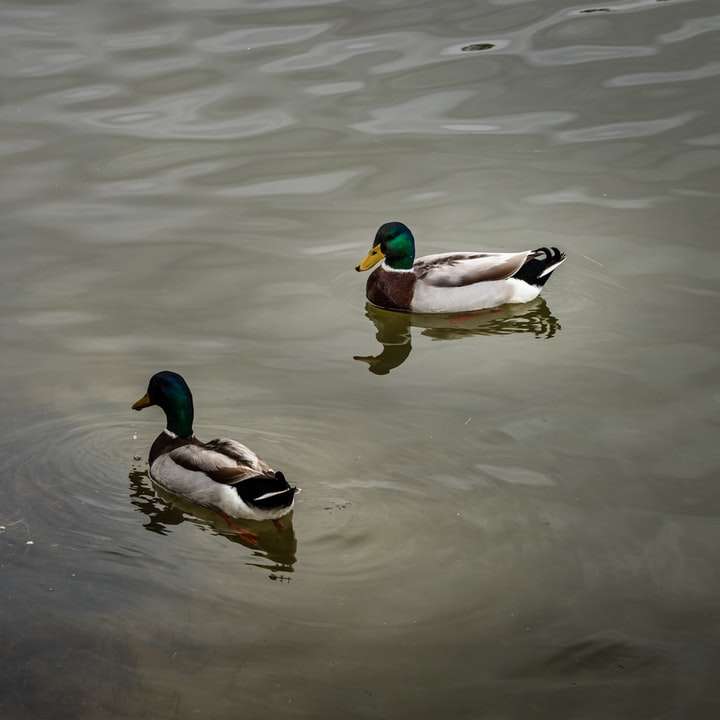 mallard duck on body of water during daytime online puzzle