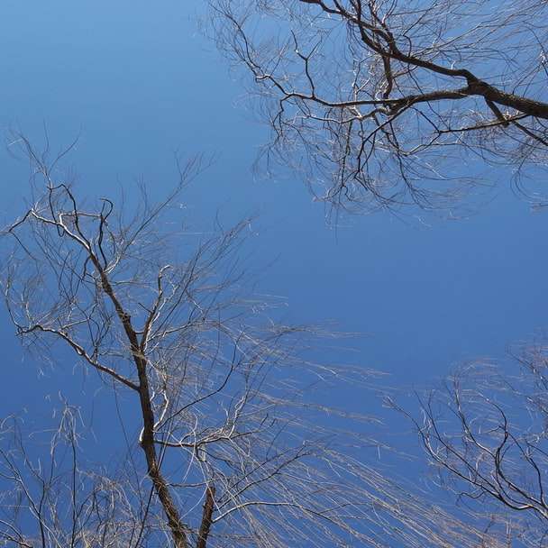 albero nudo sotto il cielo blu durante il giorno puzzle scorrevole online