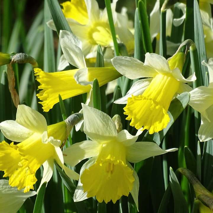 sárga nárciszok virágoznak nappal online puzzle
