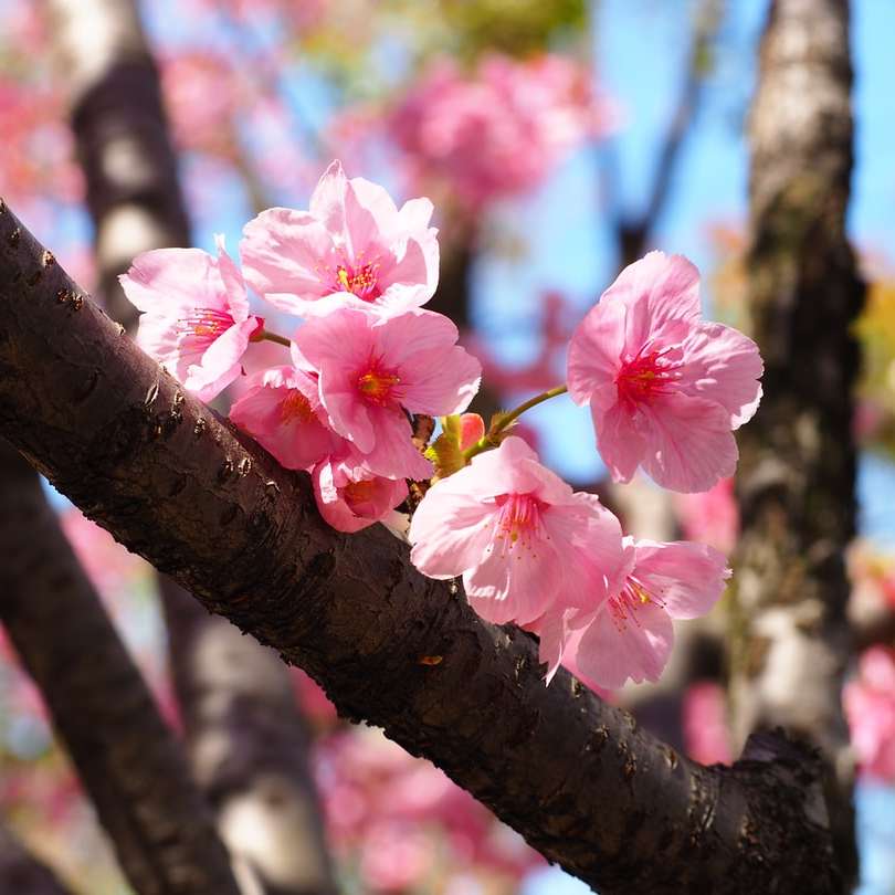 rosa fiori di ciliegio in fiore durante il giorno puzzle online