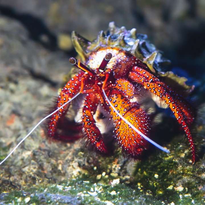 röd och vit krabba på grå sten glidande pussel online