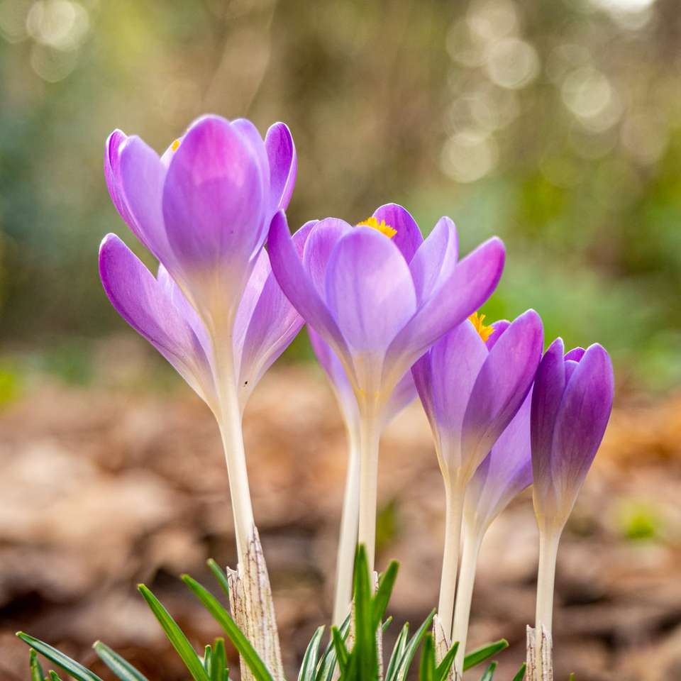 paarse krokusbloemen bloeien overdag schuifpuzzel online