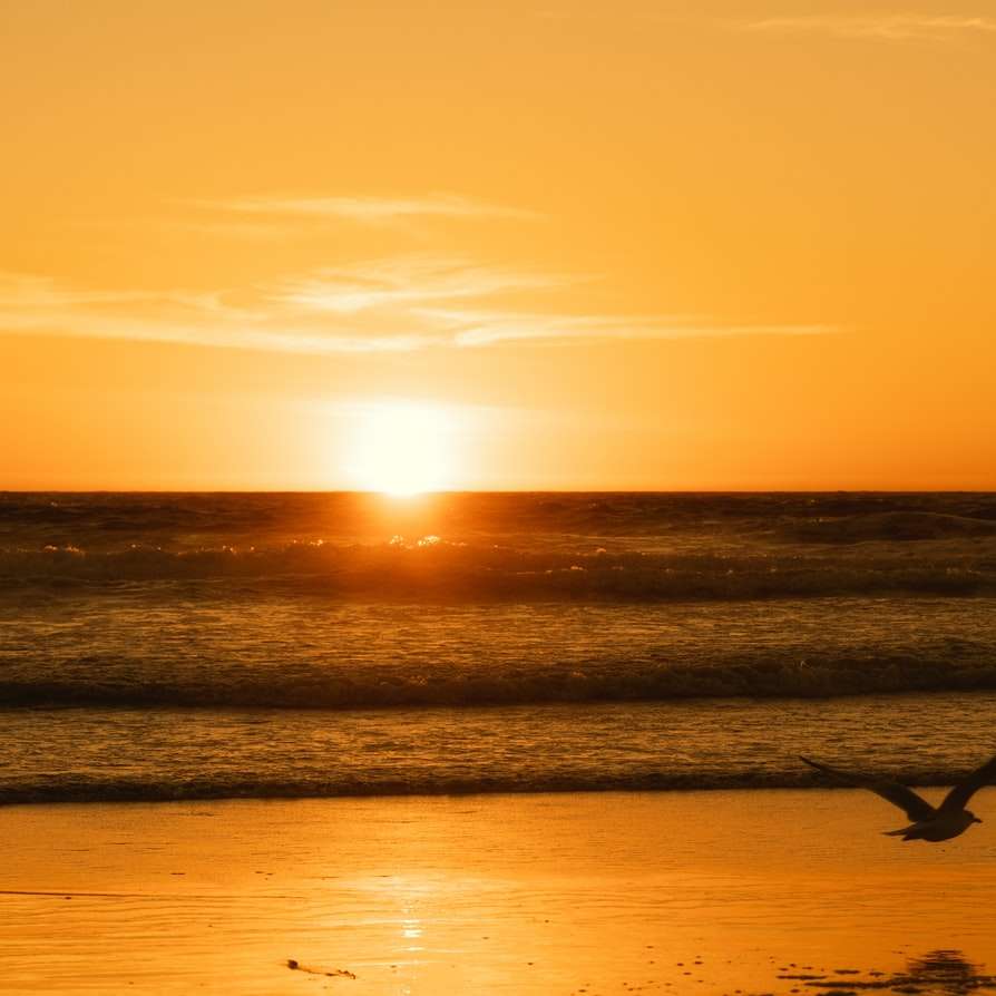 Silhouette der Person, die auf See während des Sonnenuntergangs surft Online-Puzzle