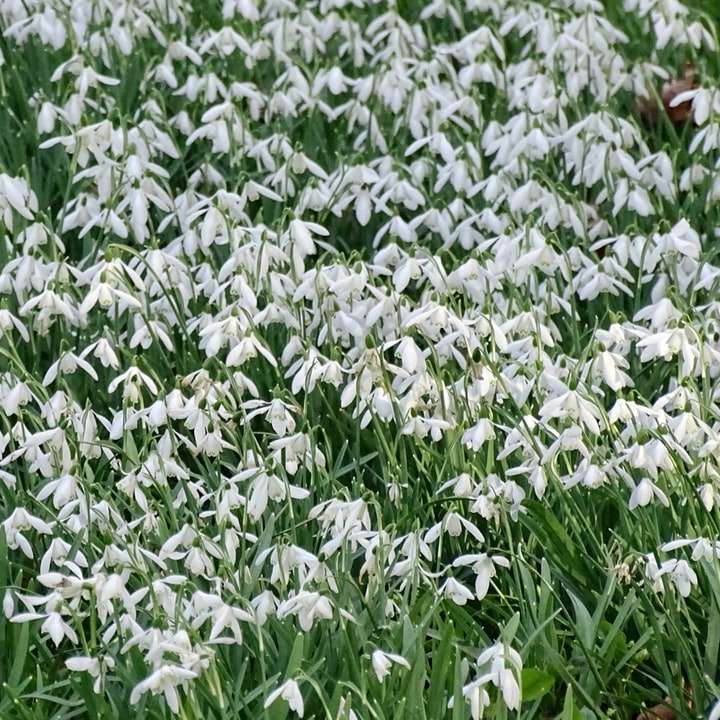 grünes und weißes Blumenfeld während des Tages Schiebepuzzle online