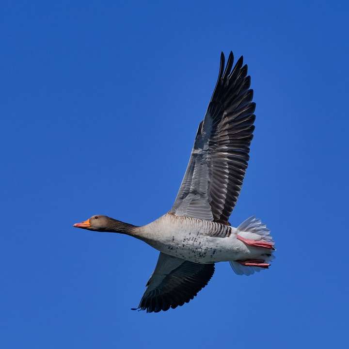 szara i biała kaczka latająca pod błękitnym niebem w ciągu dnia puzzle przesuwne online