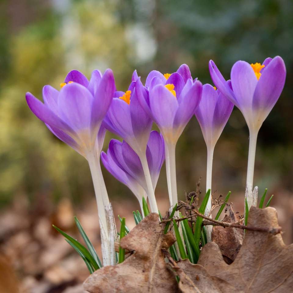 lila krokusblommor blommar under dagtid Pussel online