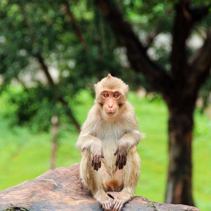 brązowa małpa siedzi na brązowej skale w ciągu dnia puzzle online