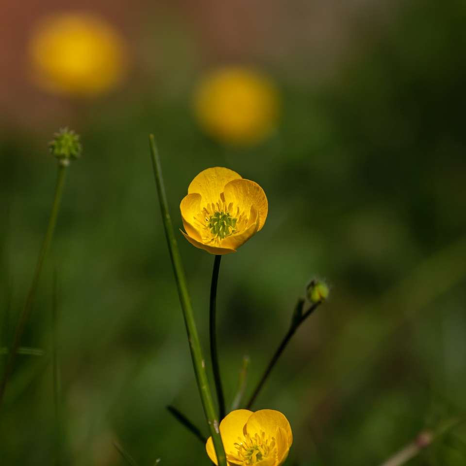 gul blomma i tilt shift-lins glidande pussel online
