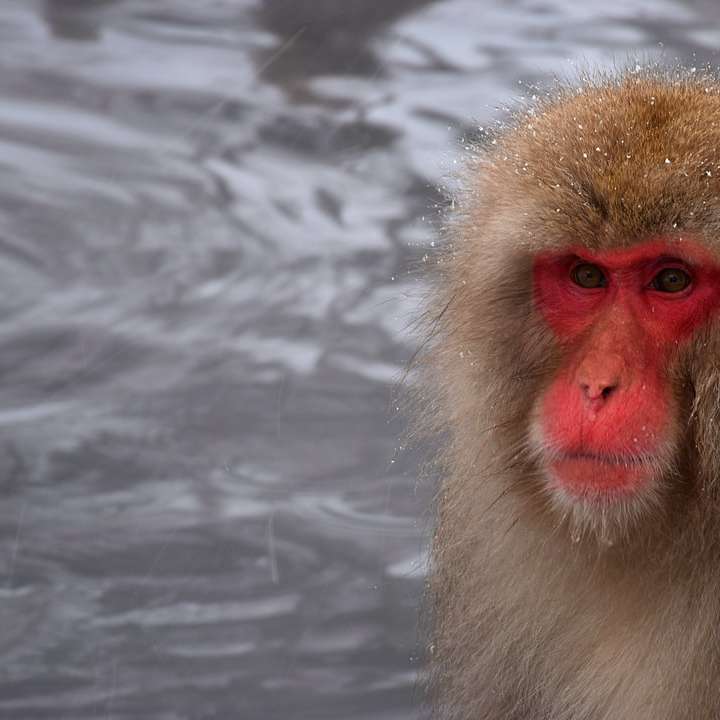 barna majom közelről fotózás online puzzle