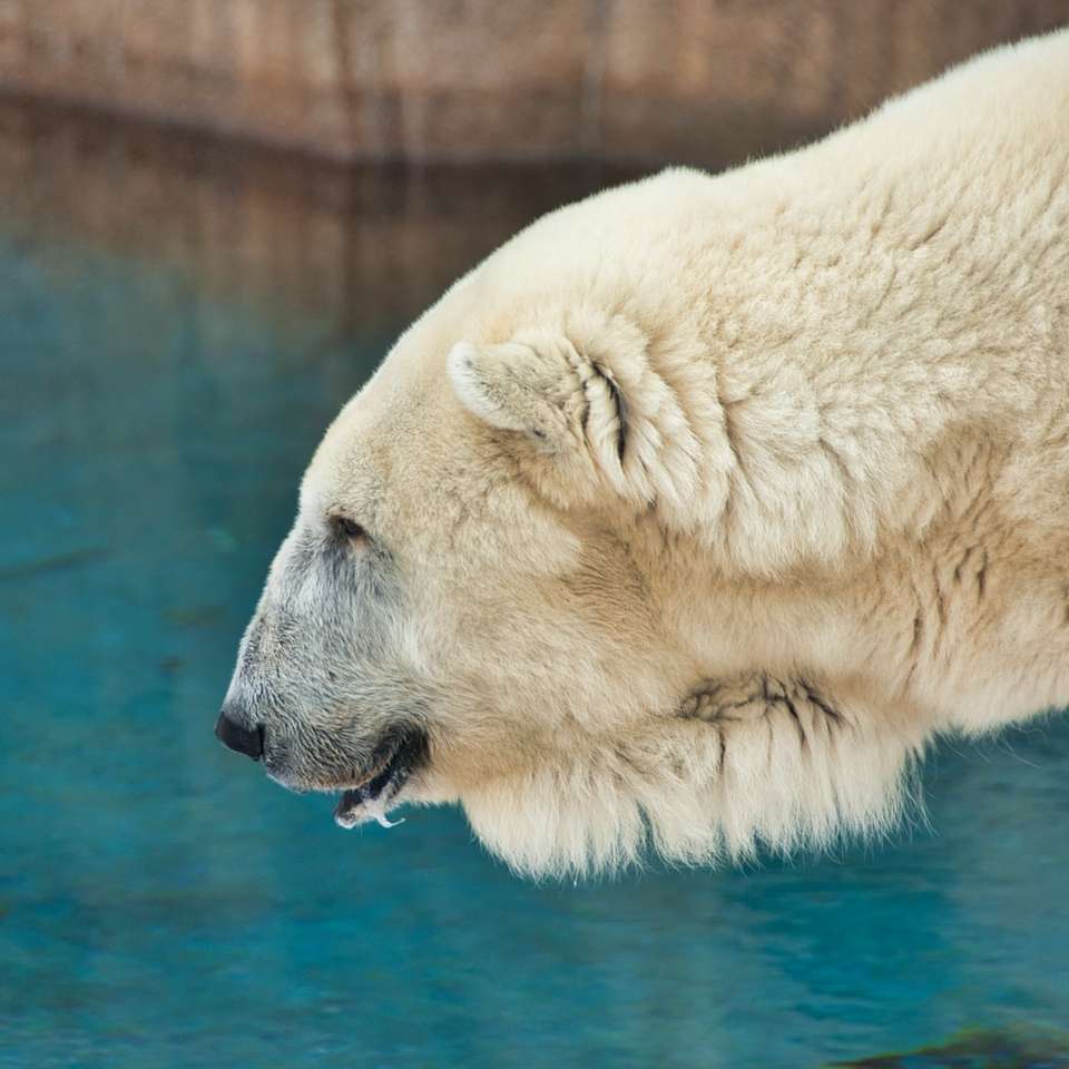 urso polar branco na água puzzle online