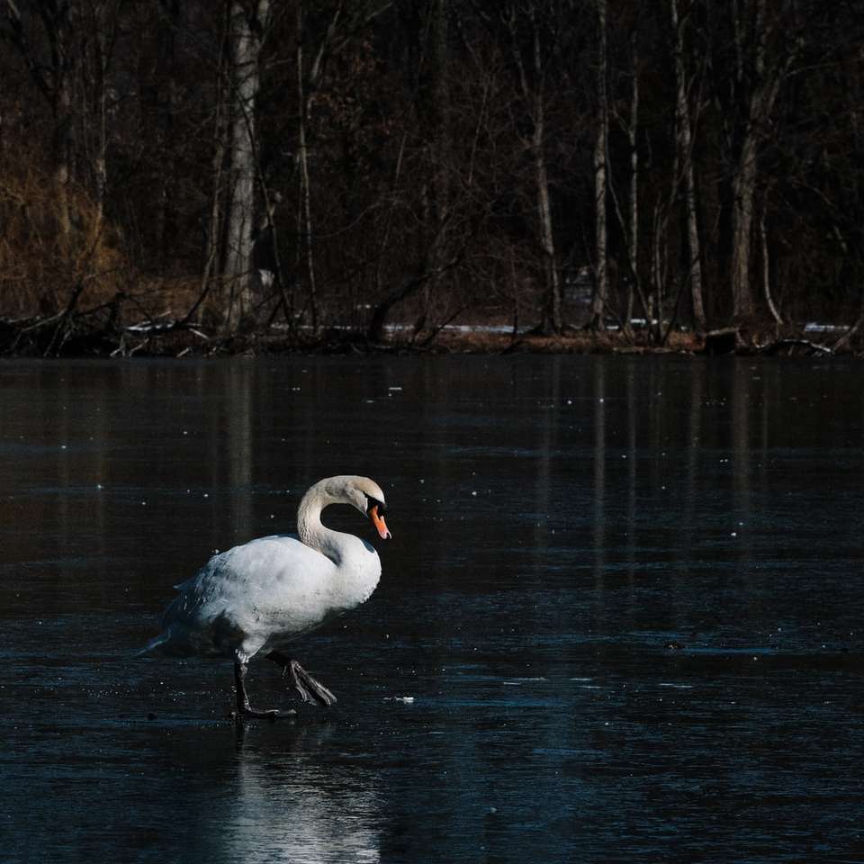 white swan on water during daytime sliding puzzle online