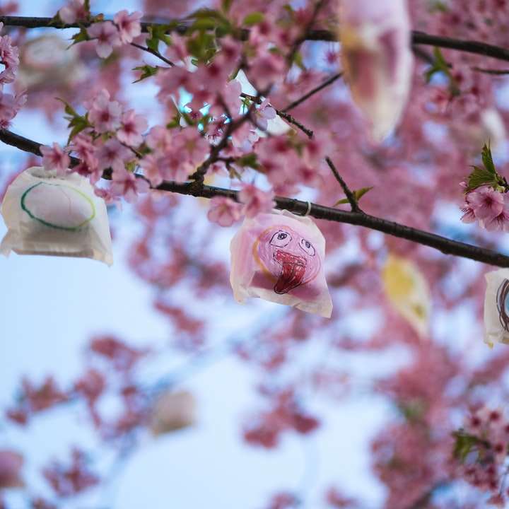 ροζ άνθος κερασιάς σε άνθιση κατά τη διάρκεια της ημέρας συρόμενο παζλ online