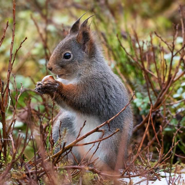 graues Eichhörnchen auf braunem Gras während des Tages Online-Puzzle