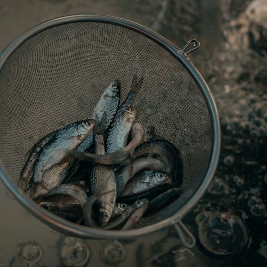 ψάρια σε ανοξείδωτο χάλυβα στρογγυλό δοχείο συρόμενο παζλ online