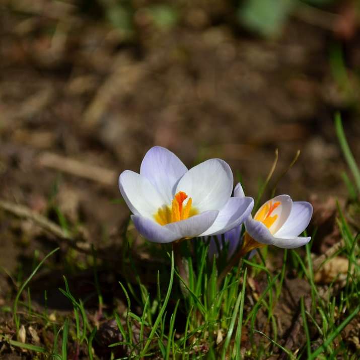 biały krokus kwiat w rozkwicie w ciągu dnia puzzle online