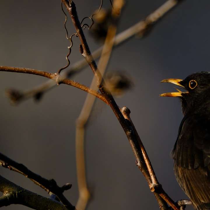 zwarte vogel op bruine boomtak overdag schuifpuzzel online