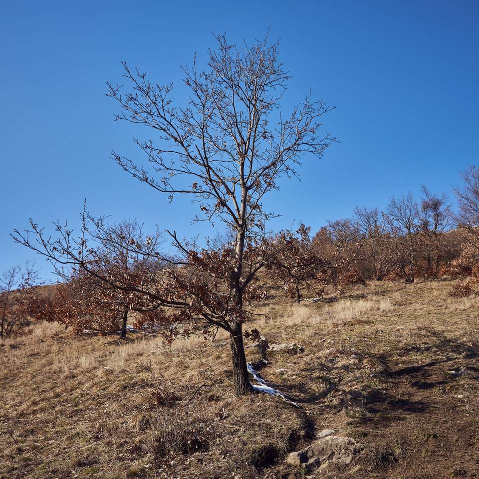 bladlöst träd på brunt gräsfält under blå himmel Pussel online