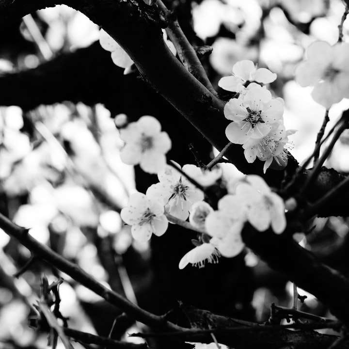 gråskalefoto av vita blommor Pussel online