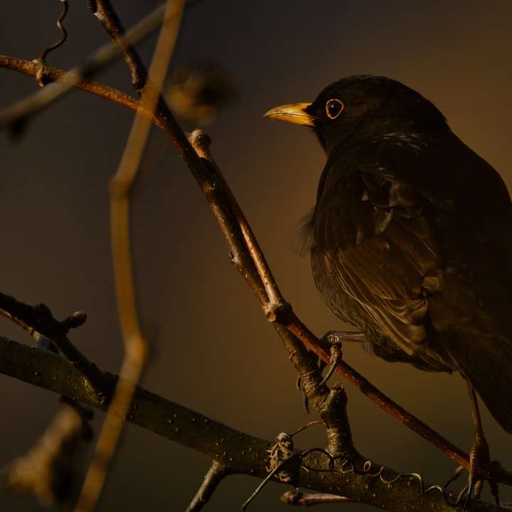 Черная птица на коричневой ветке дерева онлайн-пазл