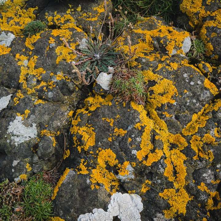 gelbe und weiße Blätter auf grauem Felsen Schiebepuzzle online