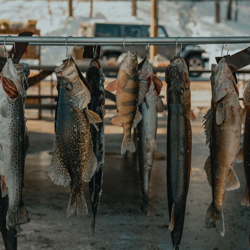 ασημένια ψάρια σε γκρι ράφι ψαριού online παζλ