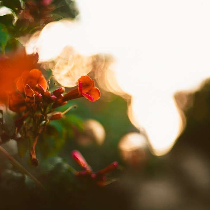 flor vermelha em lente tilt shift puzzle deslizante online