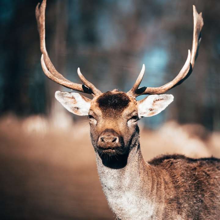 brown deer in tilt shift lens sliding puzzle online