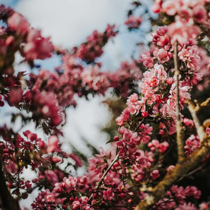 rózsaszín virágok barna fa ága online puzzle
