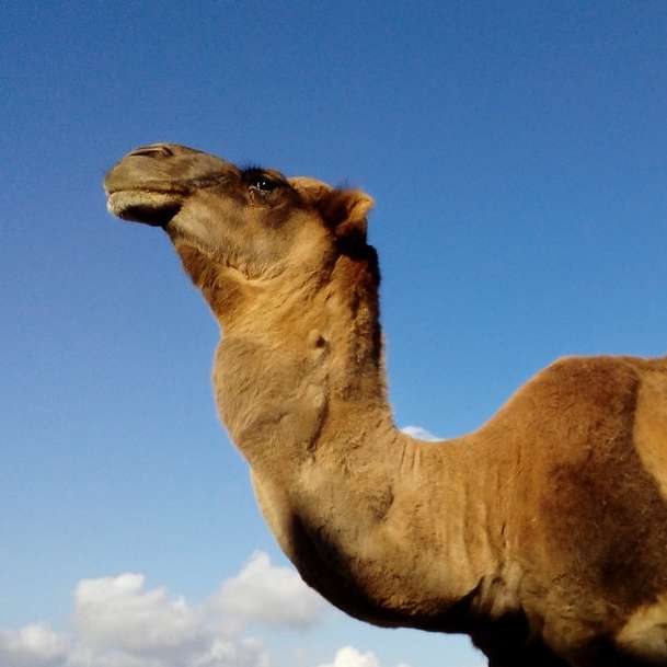 chameau brun sous un ciel bleu pendant la journée puzzle en ligne