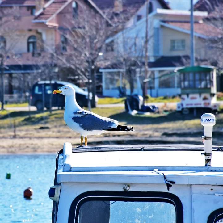 pássaro branco em carro branco durante o dia puzzle deslizante online