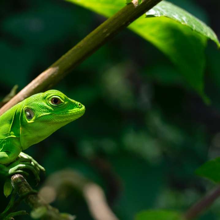 zielona jaszczurka na zielonym liściu puzzle online