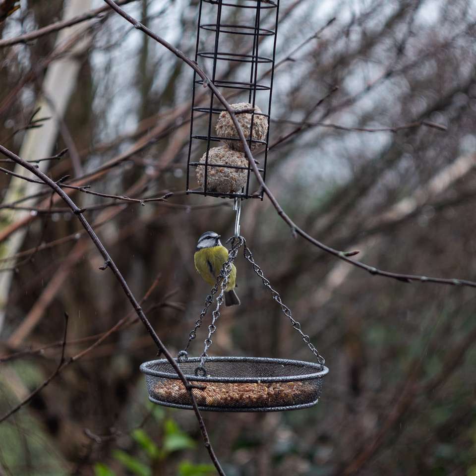 κίτρινο πουλί στον καφέ τροφοδότη πουλιών online παζλ