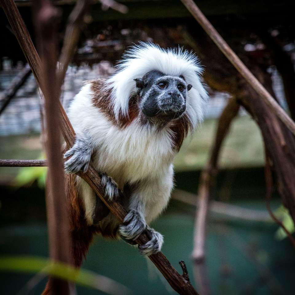 бяла и кафява маймуна на кафяв дървесен клон плъзгащ се пъзел онлайн