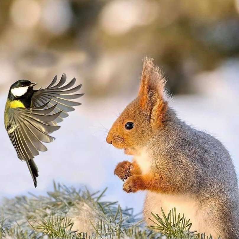πουλί και σκίουρος σε ένα κλαδί πεύκου συρόμενο παζλ online