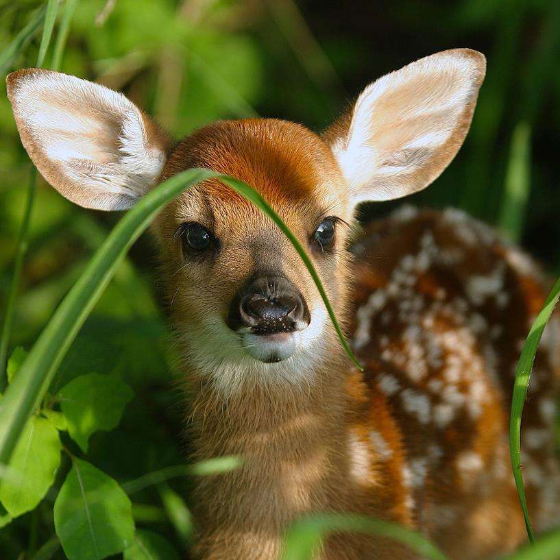 en liten hjort är gömd i skogen glidande pussel online