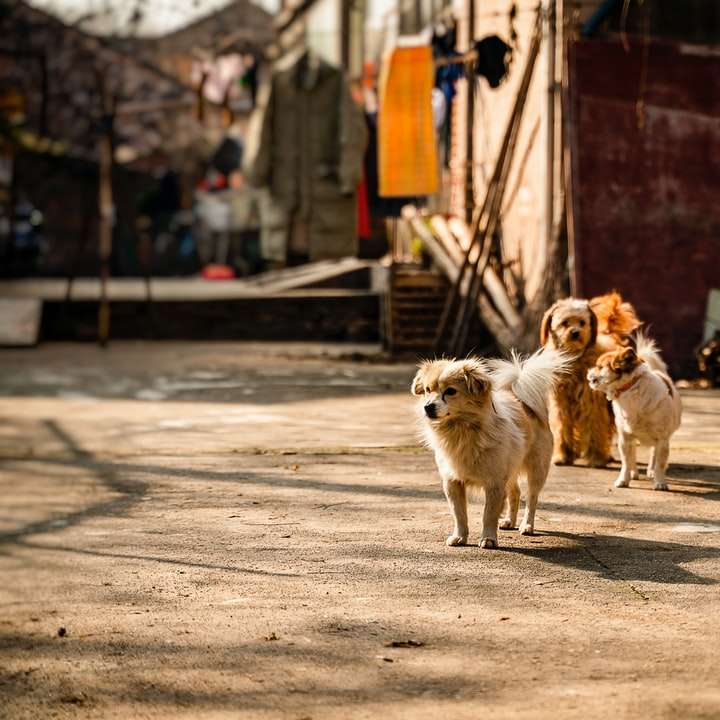 λευκά και καφετιά σκυλιά στο δρόμο κατά τη διάρκεια της ημέρας online παζλ