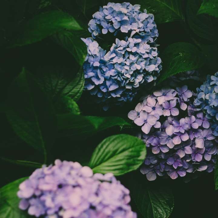 blauwe en witte hortensia's in bloei close-up foto schuifpuzzel online